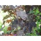 Hurmevaahtera ’Royal Red’ (Acer platanoides ’Royal Red’)